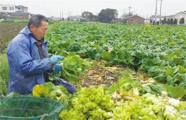 娃娃菜的管理要点