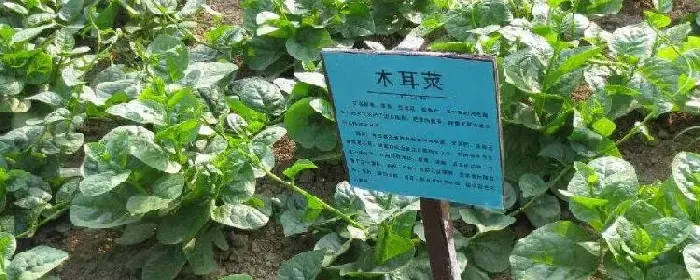 木耳菜种植方法扦插