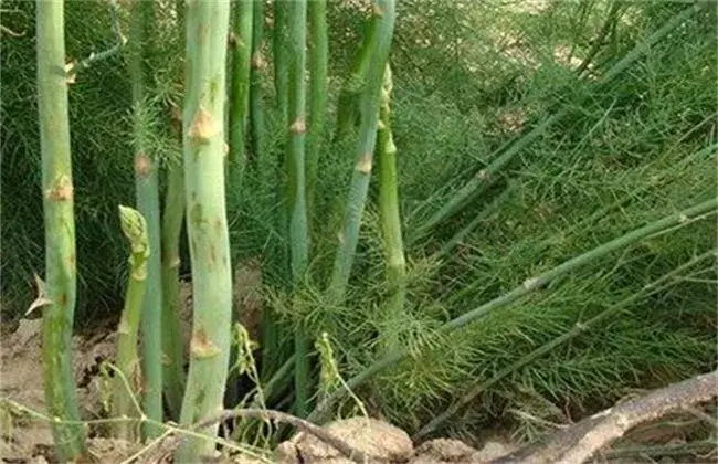 芦笋异常成长状况防治和治疗