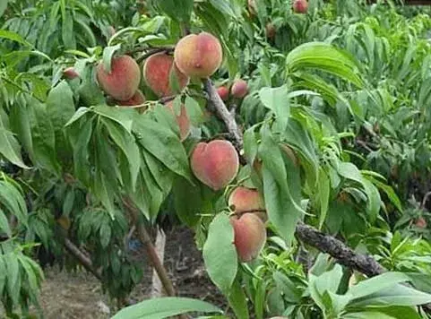 桃树采果后如何修剪