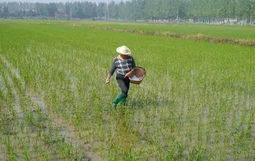 大量元素水溶肥料使用方法