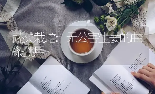 蔬菜栽培:无公害生姜的曲条跳甲 | 蔬菜种植