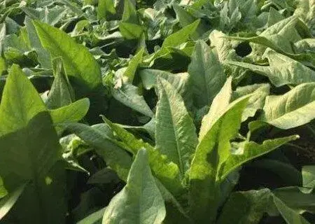 菊科植物莴笋和莴苣的区别是什么？凉拌需要焯水吗？有什么功效与作用？