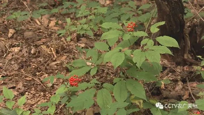 野山参的繁衍护育技术