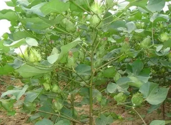 棉花如何精准施肥 按照土壤“配餐”