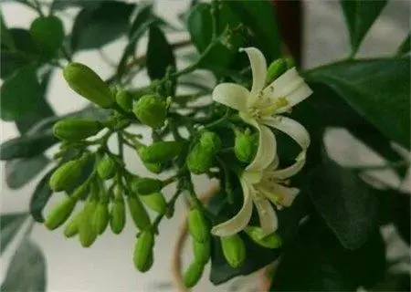 九里香（又名千里香）什么时候开花？有毒吗？和七里香有什么差别？