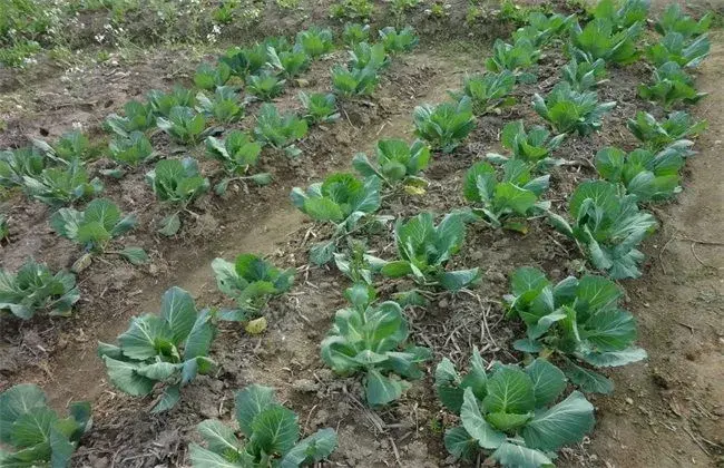 白菜移栽技术要点