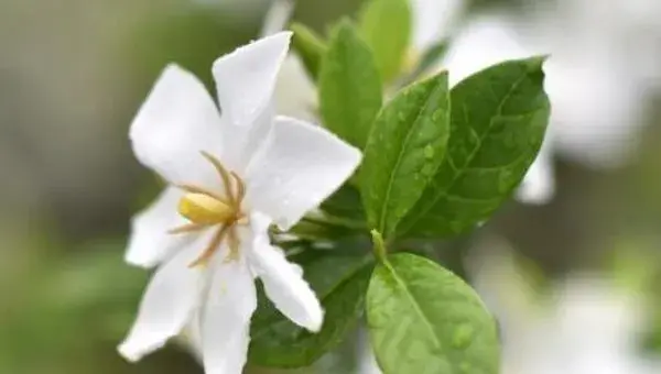 栀子花怎么浇水（多久浇一次）栀子花如何施肥