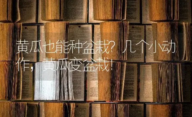 黄瓜也能种盆栽？几个小动作，黄瓜变盆栽！ | 蔬菜种植