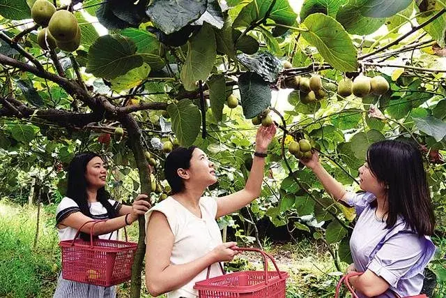 猕猴桃大树冠种植技术节本又增效