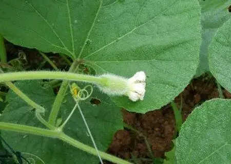 葫芦科瓠瓜是西葫芦吗？有什么营养价值？多少钱一斤？