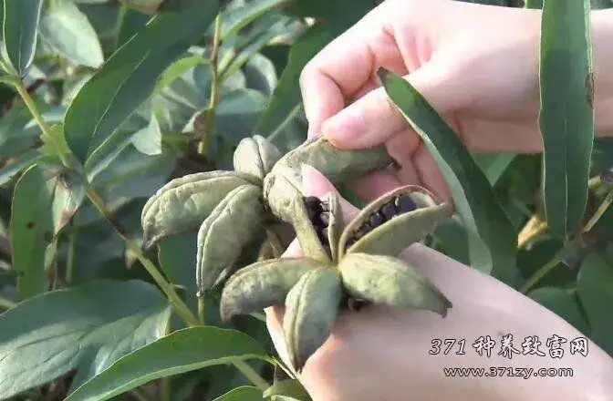 洛阳女教授杨晓红种牡丹加工牡丹花茶的苦与乐