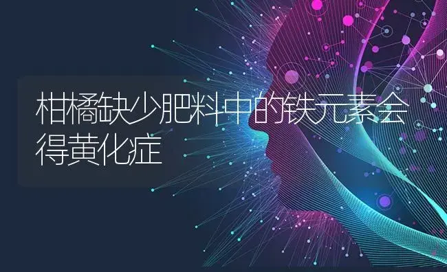 柑橘缺少肥料中的铁元素会得黄化症 | 蔬菜种植