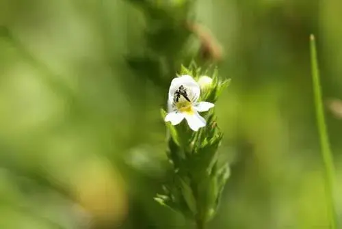 小米草栽培及应用小米草养鱼技术