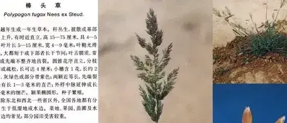 禾本科杂草