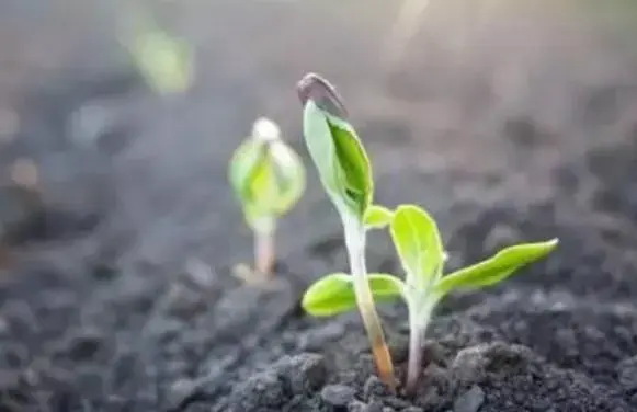 果树种子打破休眠的对策