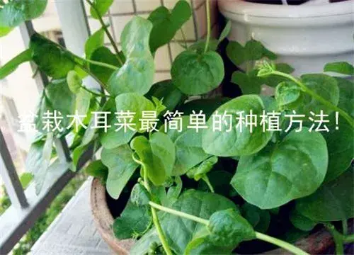 盆栽木耳菜最简单的种植方法你清楚吗？15天就能让它爆盆！