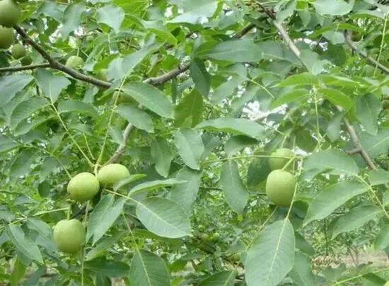 青皮核桃什么时间播种好？如何实现迅速育苗？