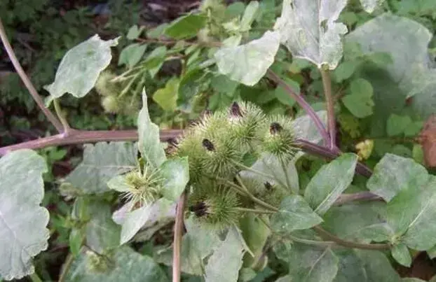 如何种植牛蒡子才能长势喜人？