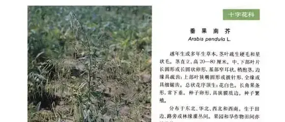 十字花科杂草