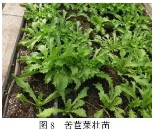 苦苣菜立体叠盆式基质种植技术