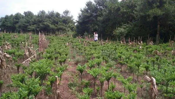 魔芋种植方法与种植条件，对肥料需求较大