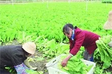 龙江芥菜不愁销