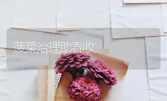 菠菜治理助春收 | 蔬菜种植