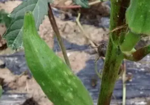 黄秋葵什么时候种植收获合适？种植技术有哪些？