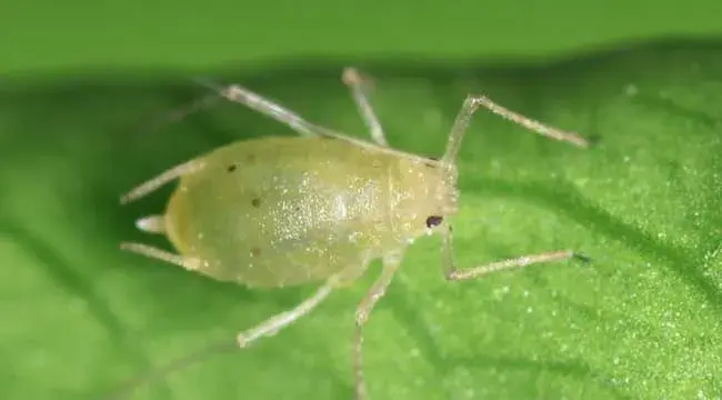 防治蚜虫有哪些特效药？