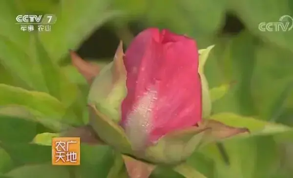 付正林让牡丹四季开花带来千万财