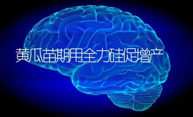 黄瓜苗期用全力硅促增产 | 蔬菜种植