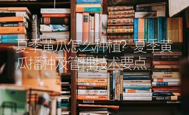 夏季黄瓜怎么种植？夏季黄瓜播种及管理技术要点 | 蔬菜种植