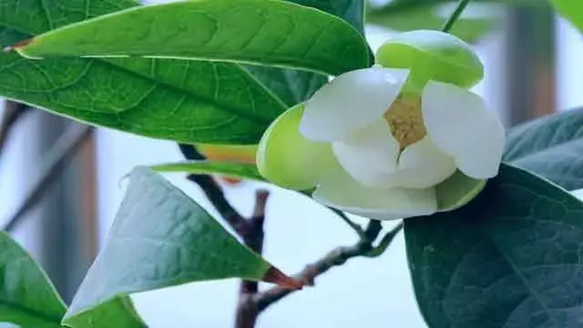 含笑种植对策及病虫害防治和治疗对策