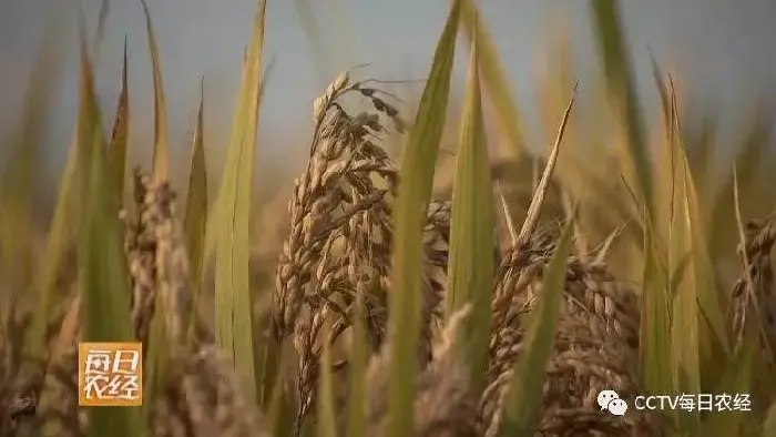 [每日农经]新丰2号籼稻品系优点多 武陟大米香喷喷