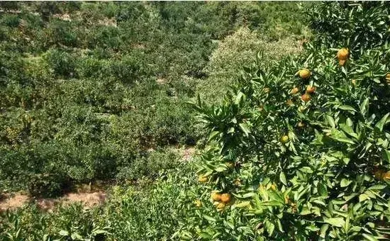 七月底果树怎么追肥好？要高产这四个追肥关键期还是得做好！