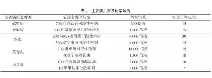 夏天绿叶菜设施种植技术