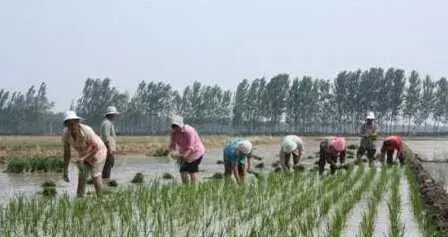 水稻高产栽培肥水管理