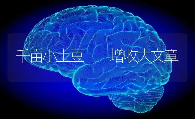 千亩小土豆  增收大文章 | 蔬菜种植