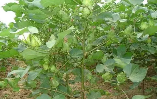 肥沃土壤栽培棉花巧施肥