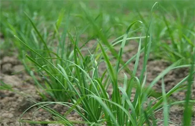 夏天高温期韭菜管理要点