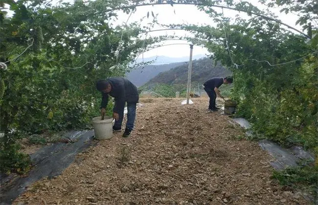 苦瓜施肥过量会如何