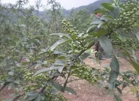 煤矿采空区种花椒 配方施肥成效好