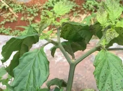 辣椒田除草需要什么农药你知道吗？