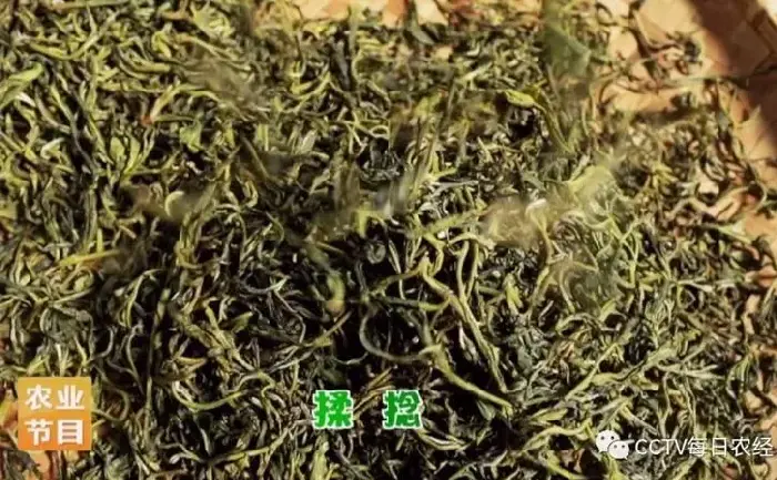 [每日农经]镇康 古树茶遇见新商机