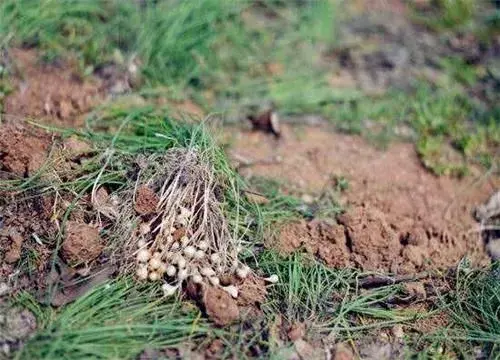 野蒜最佳种植时间和方法介绍！