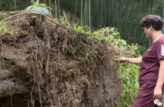 香榧，深山里的摇钱树“榧”同寻常！