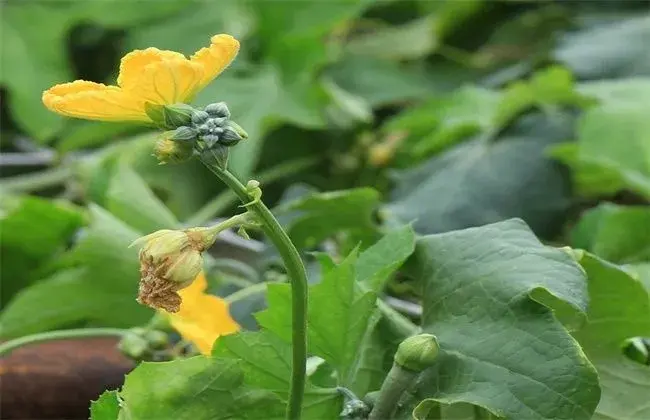 丝瓜烂花的起因及防治和治疗办法