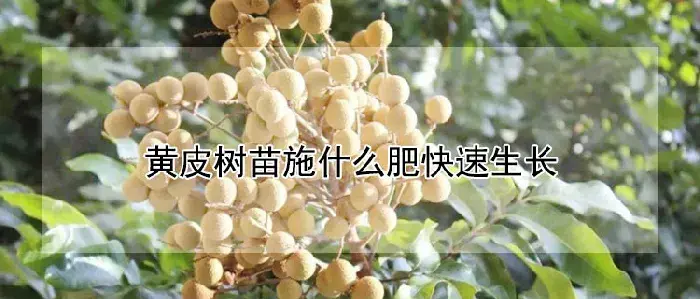 黄皮树苗施什么肥快速生长