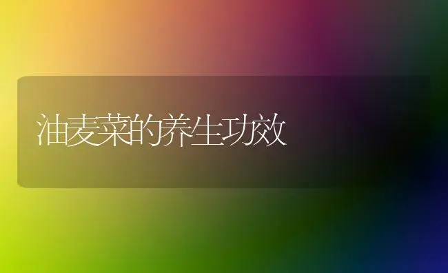 油麦菜的养生功效 | 蔬菜种植